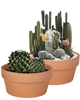 vensovo 8-inch terracotta pot with drainage hole for healthier root airflow.