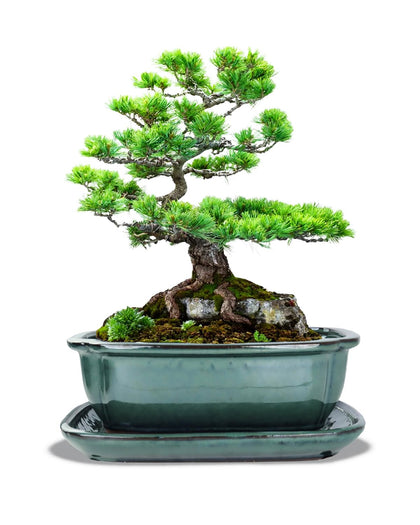 Vensovo bonsai pot green front view showing compact, space-saving design