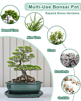 Vensovo bonsai pot green indoor setup on shelf with plant