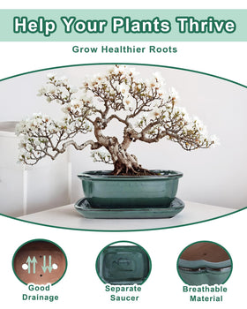 Vensovo bonsai pot green saucer top demonstrating integrated tray