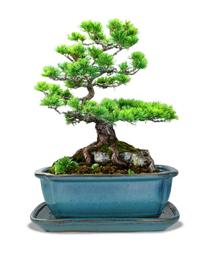 Vensovo ceramic bonsai pot in blue glaze showcases stylish decor with reliable drainage for root health.