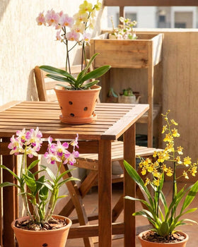 vensovo compact orchid pot with precise dimensions