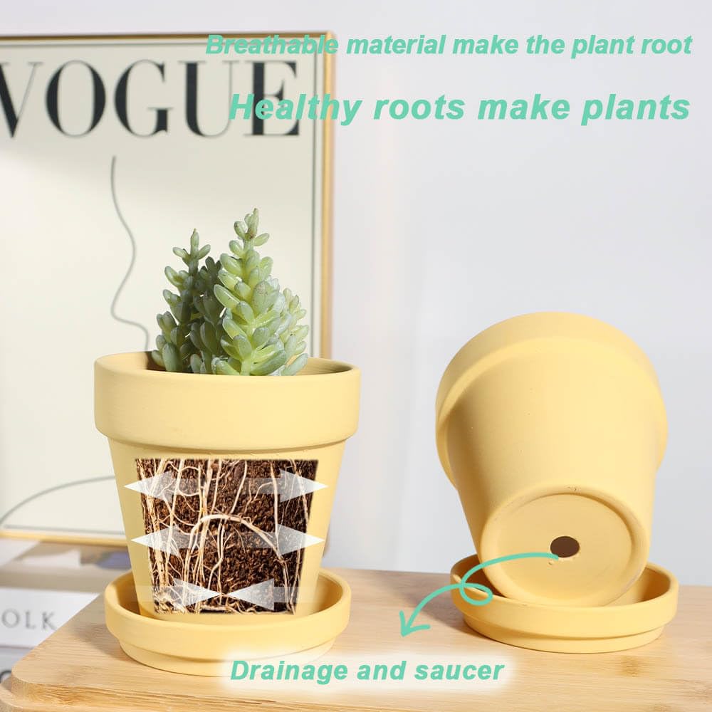 Vensovo indoor-outdoor plant display using yellow terracotta pot and saucer.