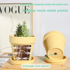 Vensovo indoor-outdoor plant display using yellow terracotta pot and saucer.