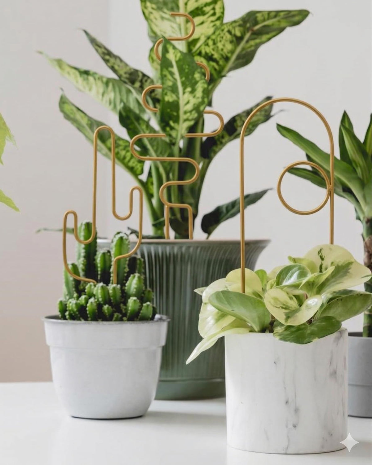 vensovo iron plant trellis gold for pots enhances stability and display.
