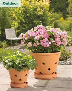 vensovo multipurpose pot for succulents, herbs, epiphytes