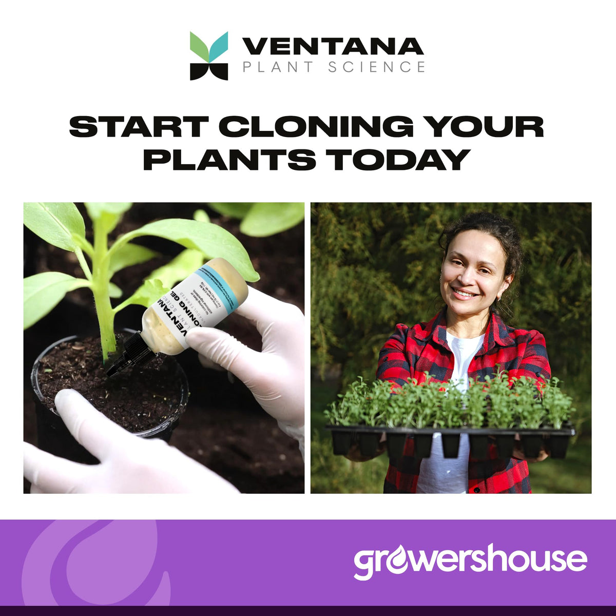 Close-up of plant cuttings dipped in Ventana cloning gel for strong start.