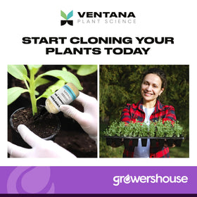 Close-up of plant cuttings dipped in Ventana cloning gel for strong start.