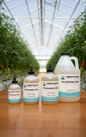 Ventana cloning gel applied with rapid rooter plugs for efficient propagation.