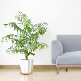Venyat cork plant coaster idea for garden and indoors