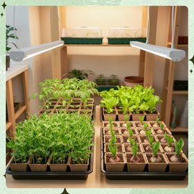 Verdanzia reusable seed starting kit ideal for multiple gardening seasons