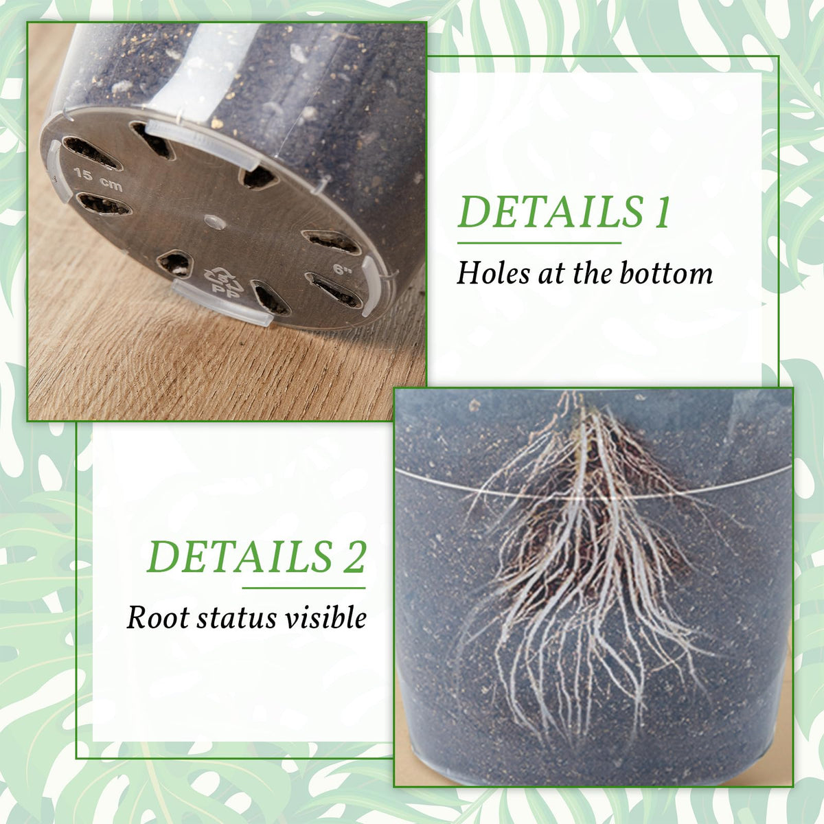 Vesici 12-inch clear nursery pot designed for larger plants and steady drainage