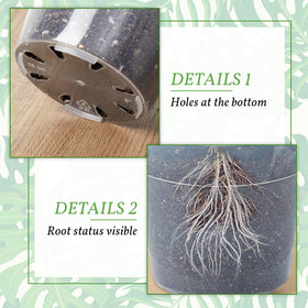 Vesici 12-inch clear nursery pot designed for larger plants and steady drainage