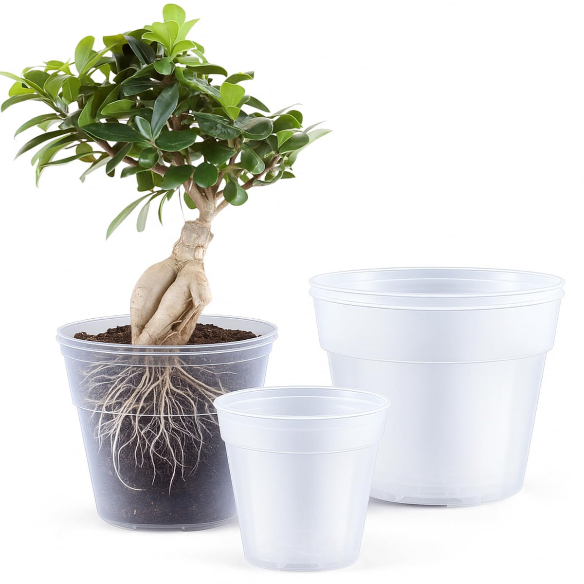 Vesici 8-inch clear nursery pot with drainage holes for root monitoring