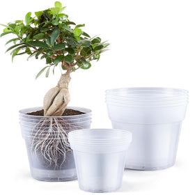 Vesici clear nursery pot 8inch with transparent walls for easy root monitoring.