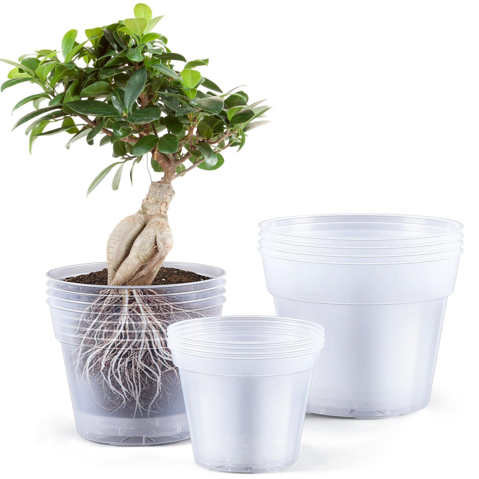 Vesici clear nursery pot 8inch with transparent walls for easy root monitoring.