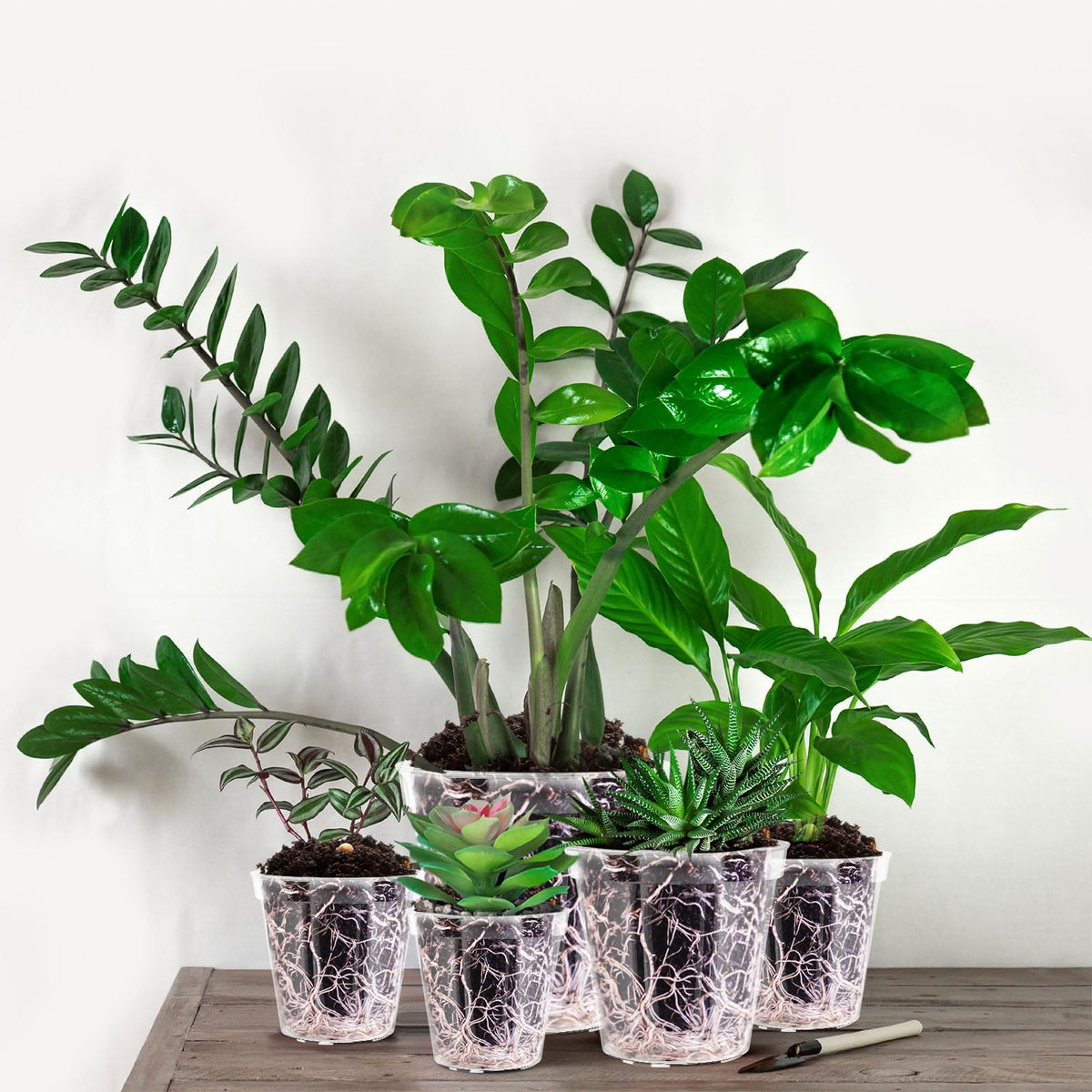Vesici clear pot 8-inch arranged on a sunny windowsill display.