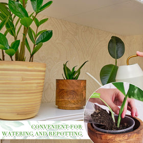 Vesici clear pot 9-inch with spacious interior for mature plants.