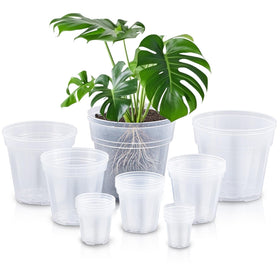 Vesici 3-inch clear pot with drainage holes for seedlings