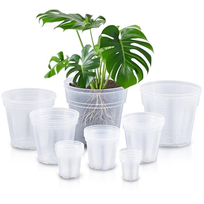 Vesici 3-inch clear pot with drainage holes for seedlings