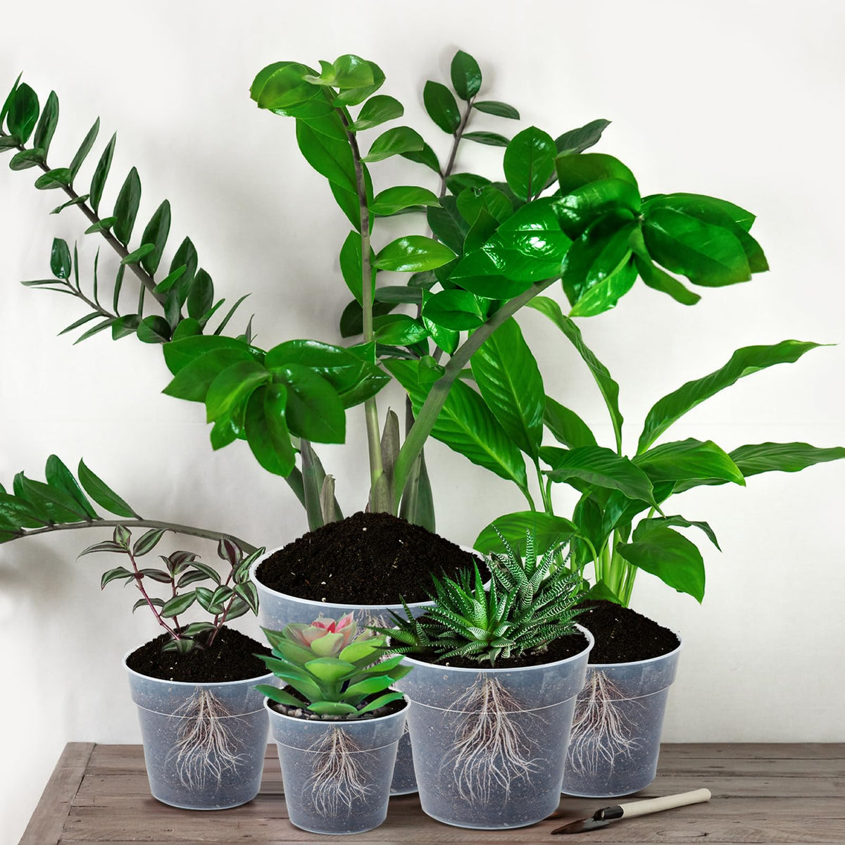 Vesici 6-inch clear pot offering room for growing vegetables