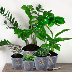 Vesici 6-inch clear pot offering room for growing vegetables