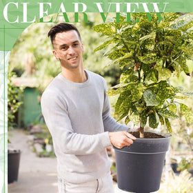Vesici pot with drainage holes ensures proper watering and air circulation