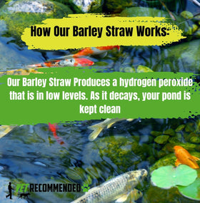 Vet Recommended 16 oz barley straw packaging for convenient pond treatment.