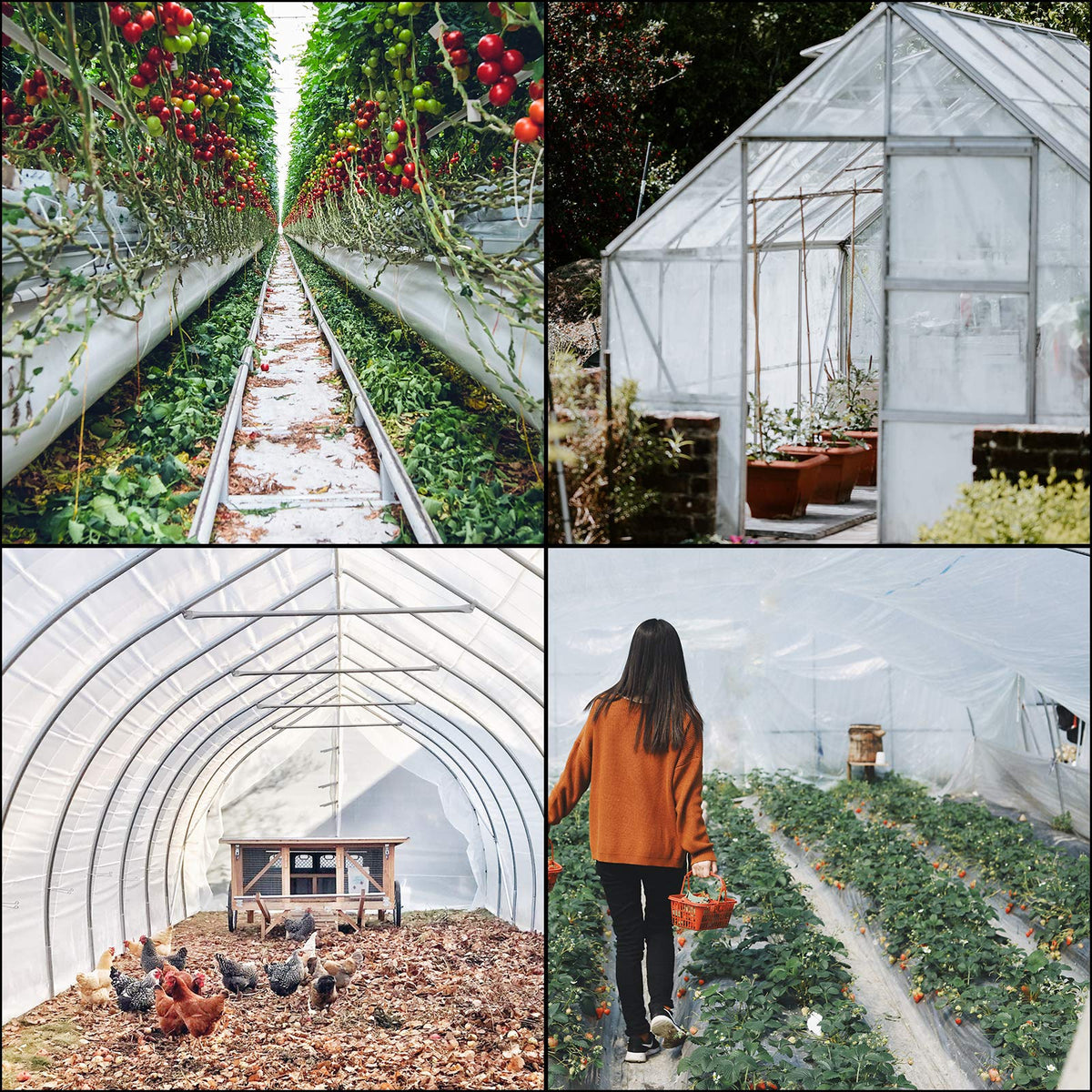 Clear polyethylene film reduces dust absorption, supporting cleaner planting beds.