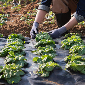 Weed mat installed in a garden setup for weed suppression