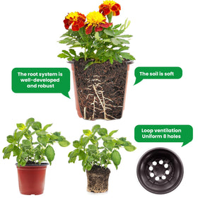 Viaoone gardening tools and labels included for quick setup.