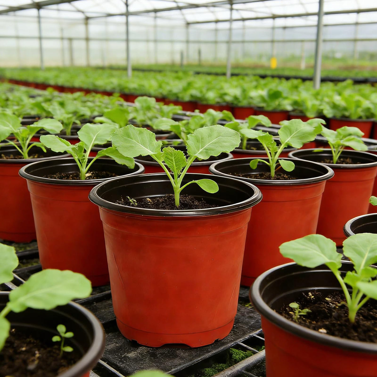 Viaoone versatile indoor-outdoor pot set for herbs and small plants.