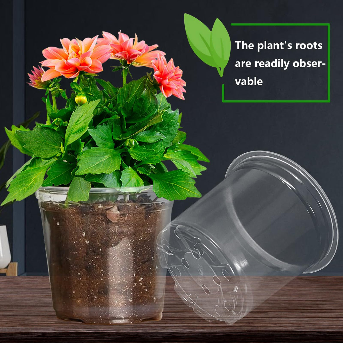 Viaoone transparent planters for indoor outdoor use aid plant viewing.