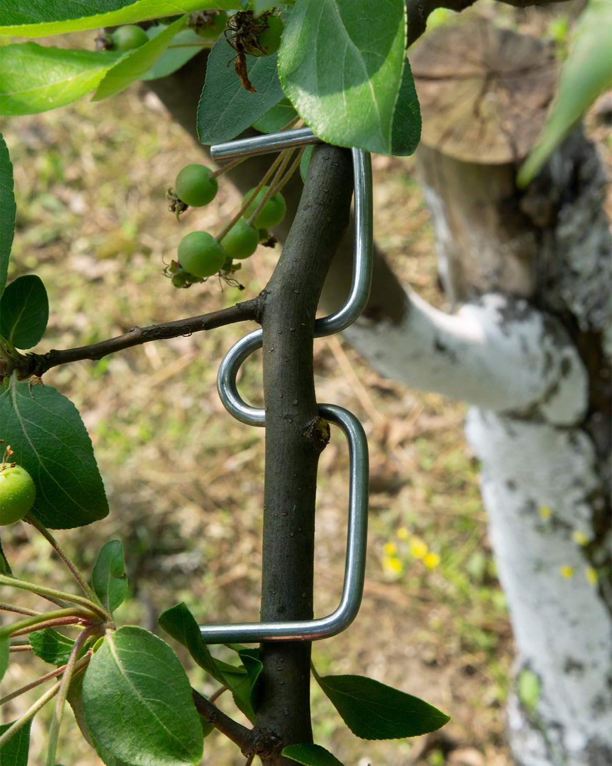 Vibriskape 22-piece kit supports consistent branch orientation.