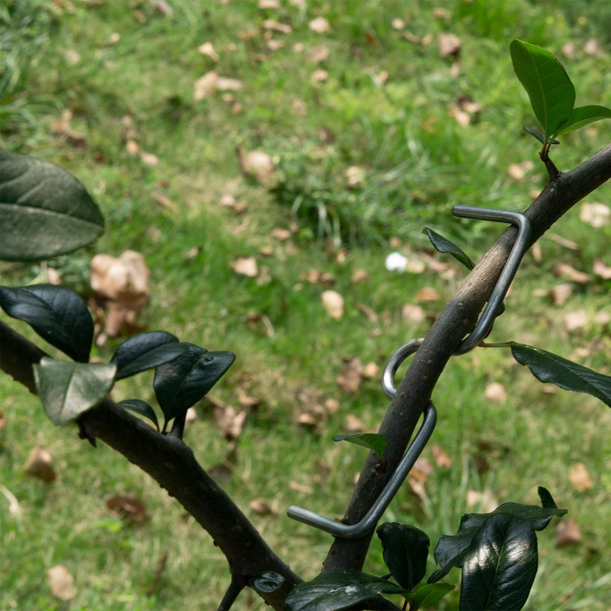 Vibriskape easy-use hanger aids quick branch angle changes.