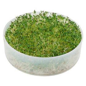 Victorio Kitchen Products Kitchen Crop sprouter expandable-option supports eight-tray growth