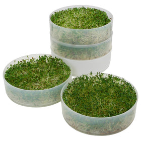 Victorio Kitchen Products Kitchen Crop sprouter lid keeps sprouts evenly covered