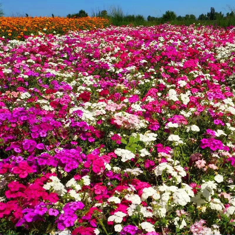 VictoryVentor Creeping Phlox forms a dense mat ideal for borders and paths.
