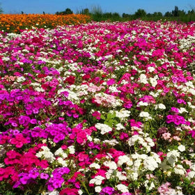 VictoryVentor Creeping Phlox forms a dense mat ideal for borders and paths.