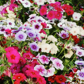 VictoryVentor Phlox butterflies are attracted to the flowering display.