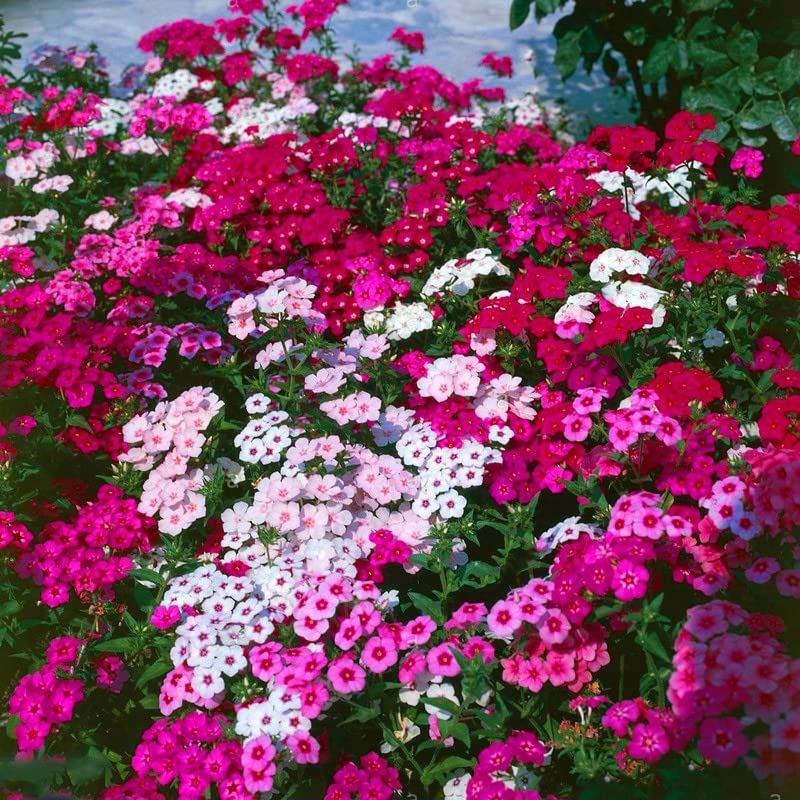 VictoryVentor Phlox is deer-resistant and drought-tolerant for low-maintenance yards.