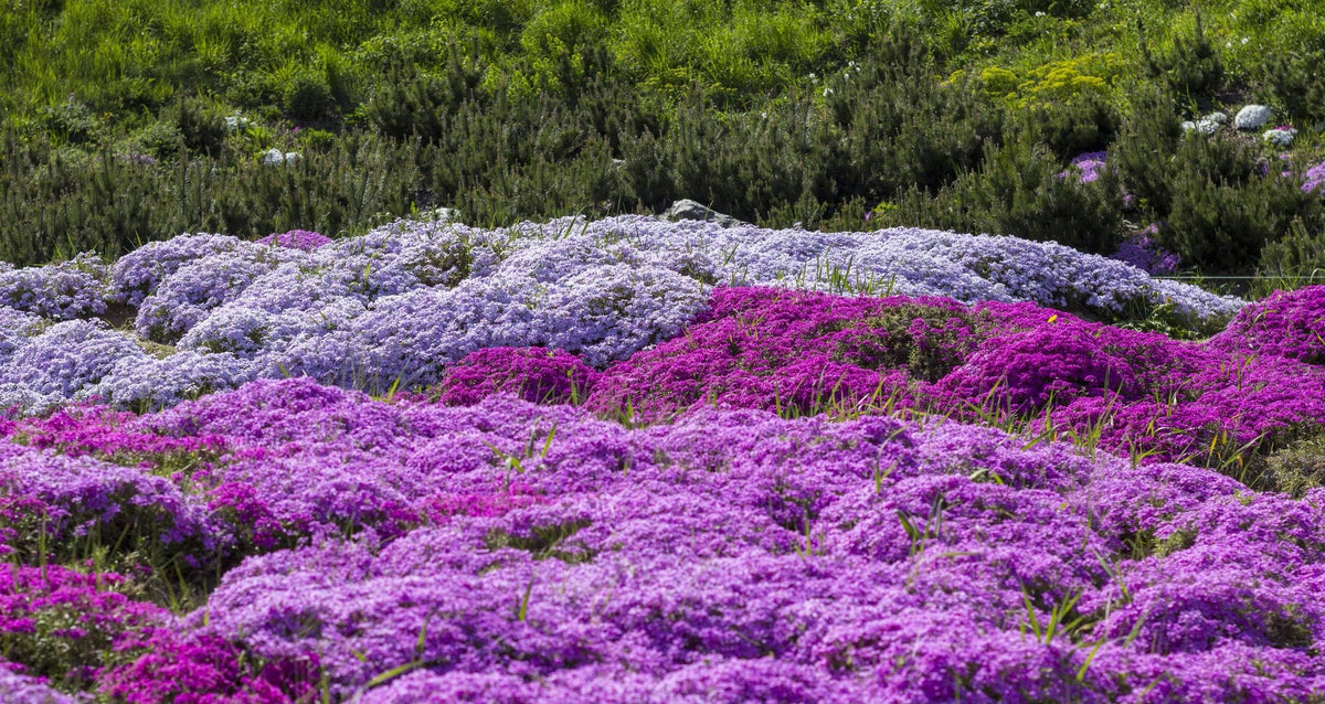 VictoryVentor Popstars Phlox seeds can be divided and transplanted to expand coverage.