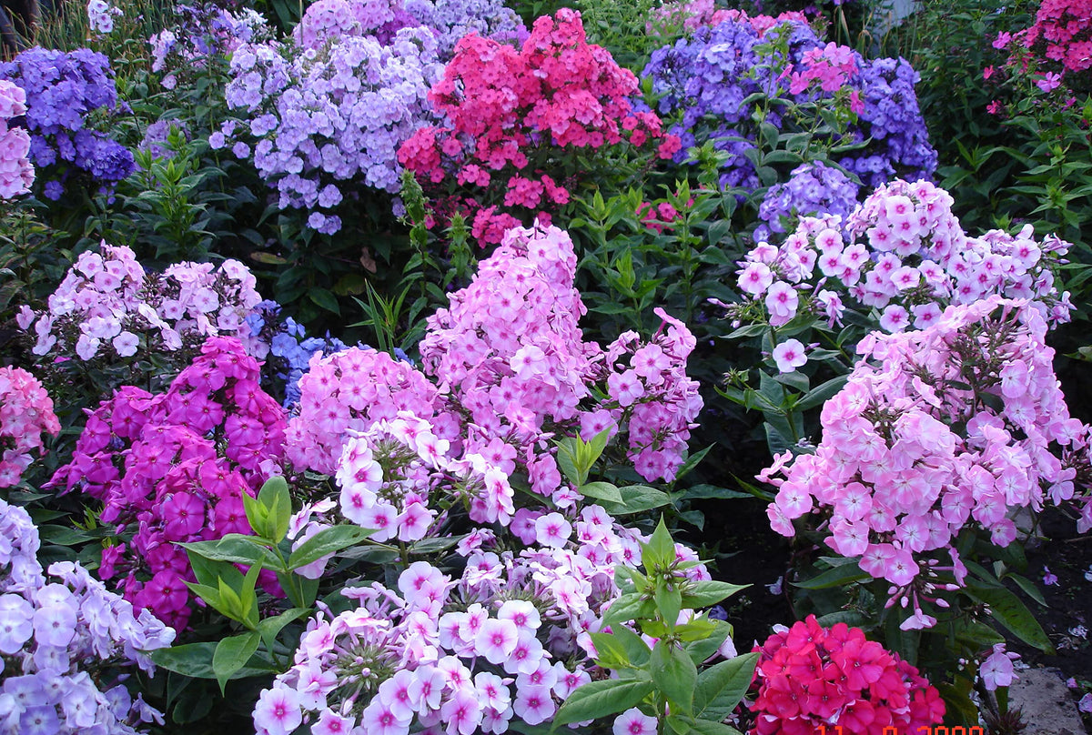 VictoryVentor Popstars Phlox creeping carpet blooms, spring color for a durable ground cover.
