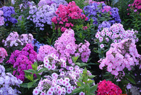 VictoryVentor Popstars Phlox creeping carpet blooms, spring color for a durable ground cover.
