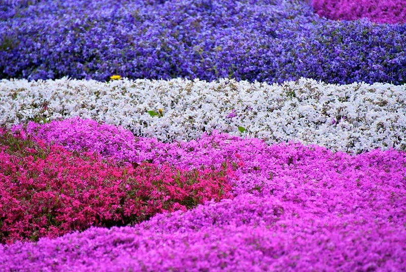 VictoryVentor Popstars Phlox colors brighten slopes and rock gardens.