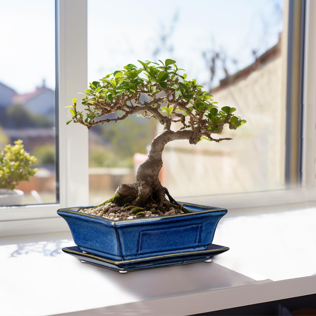 Villa Como Bonsai Pots on indoor tabletop display