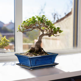 Villa Como Bonsai Pots on indoor tabletop display