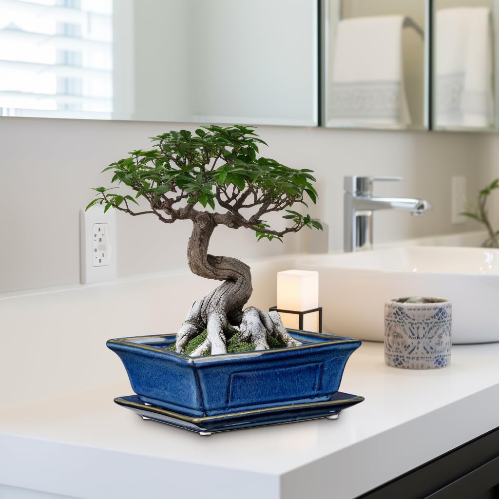 Villa Como Bonsai Pots securely packaged to prevent breakage during shipping