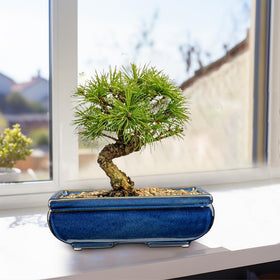 Villa Como display on windowsill or table for plants.