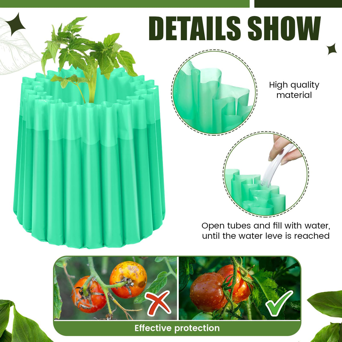 Vincreem water-wall protectors around tomato seedlings for warmth